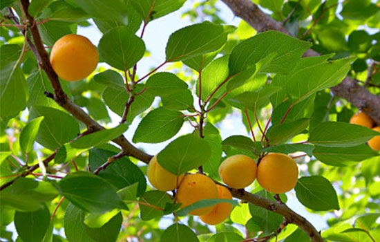 立夏吃個杏，到老沒有病