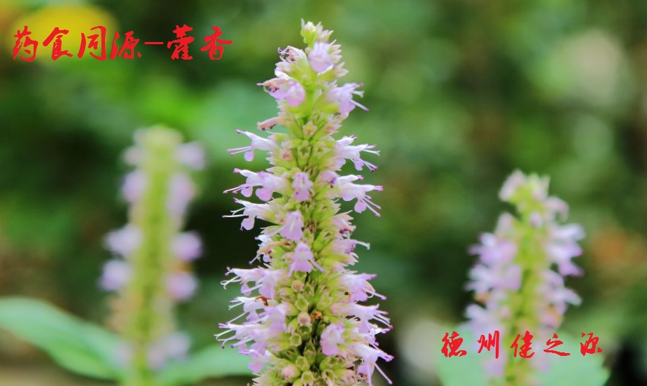 藿香薄荷茶，炎炎烈日的防暑茶