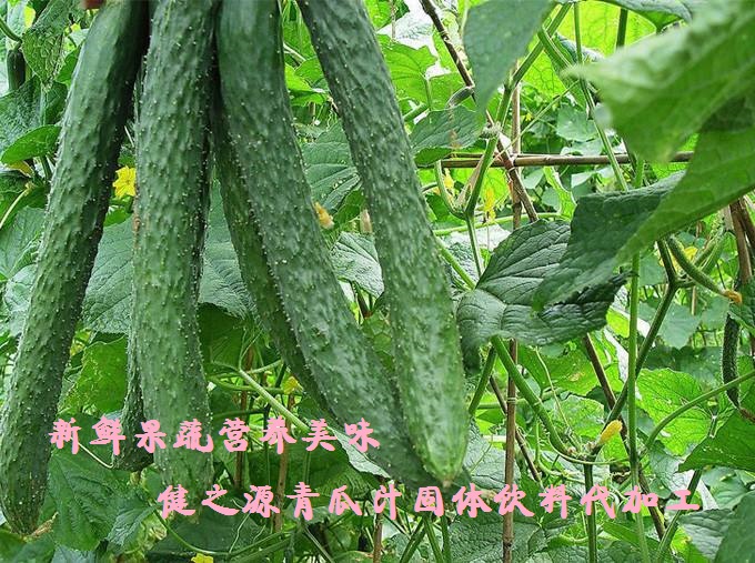 青瓜的六大營養(yǎng)價(jià)值，你知道嗎？
